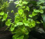 Hydrocotyle lauceopala