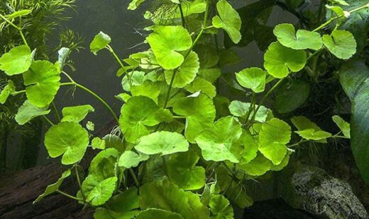 hydrocotyle-lauceopala