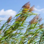 Phragmites australis