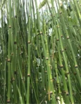 Equisetum scirpoides