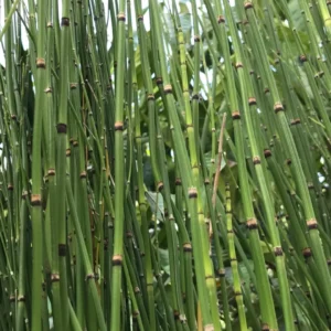 Equisetum scirpoides