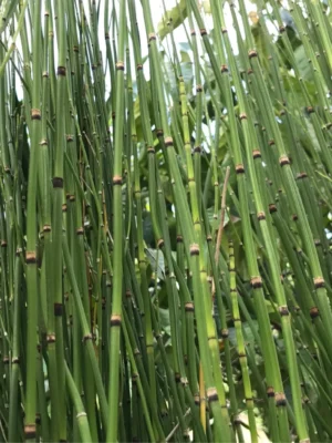 Equisetum scirpoides