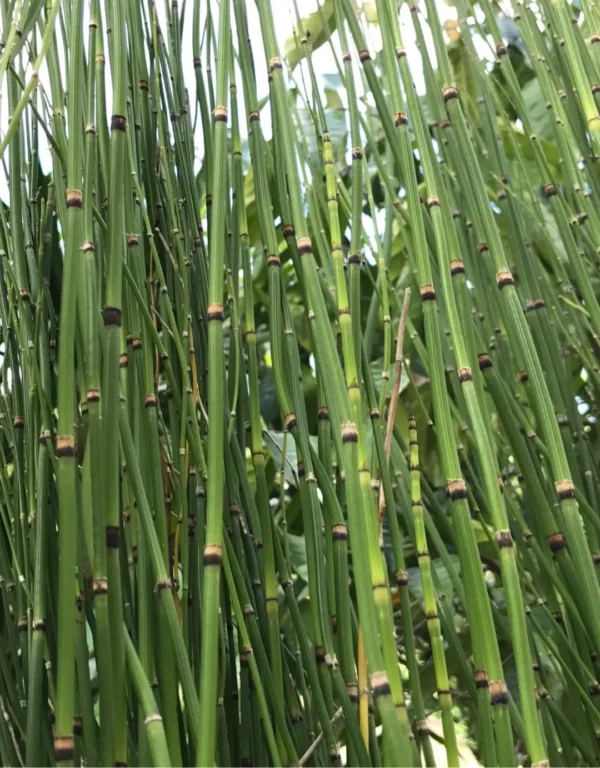 Equisetum scirpoides