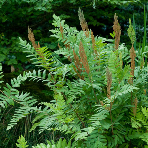 Osmunda regalis