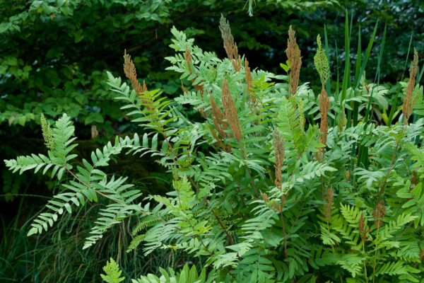 Osmunda regalis