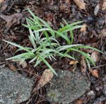 Ophiopogon japonicus variegata