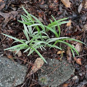 Ophiopogon japonicus variegata