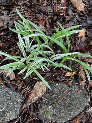 Ophiopogon japonicus variegata