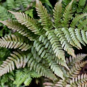 Dryopteris erythrosora