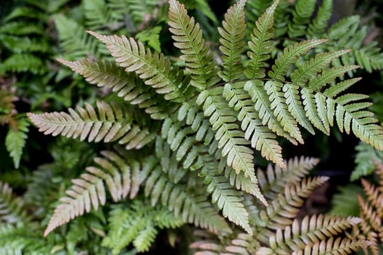 Dryopteris erythrosora