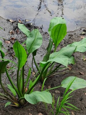 Alisma plantago