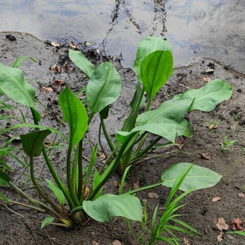 Alisma plantago