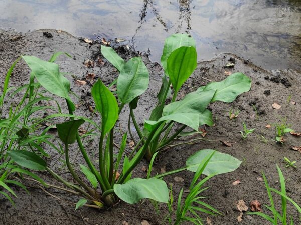 Alisma plantago