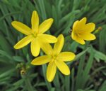 Sisyrinchium californicum