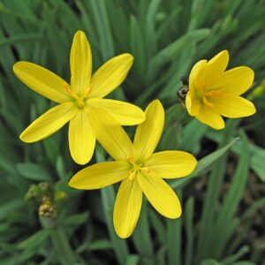 Sisyrinchium californicum