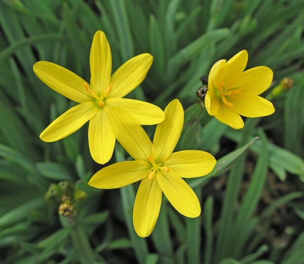 Sisyrinchium californicum