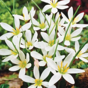 Zephyranthes