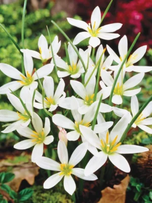 Zephyranthes