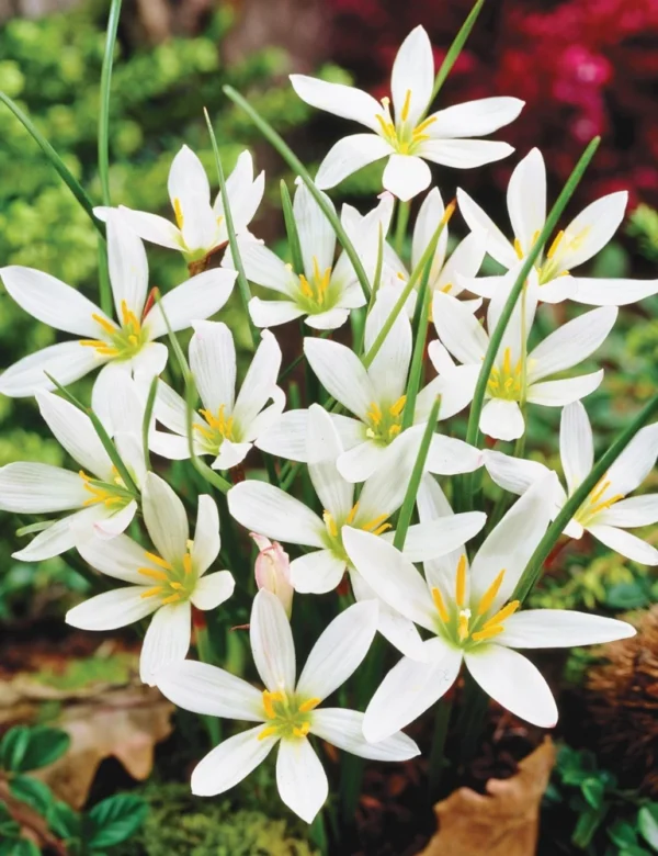 Zephyranthes