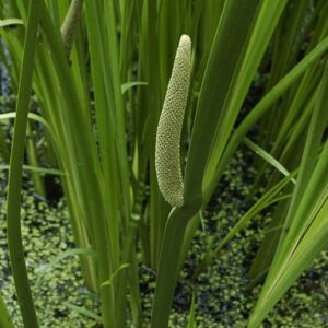 Acorus calamus