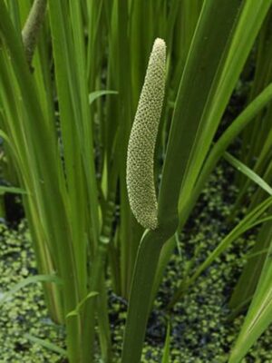 Acorus calamus