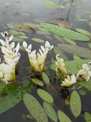 Aponogeton distachyos