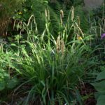 Carex pendula