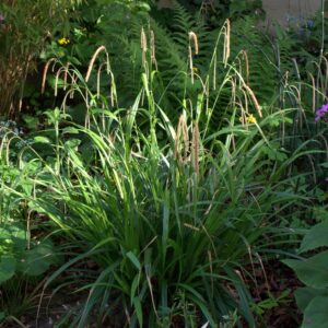 Carex pendula