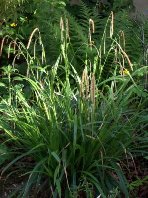 Carex pendula