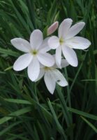 Schizostylis coccinea 'Alba'