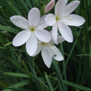 Schizostylis coccinea 'Alba'