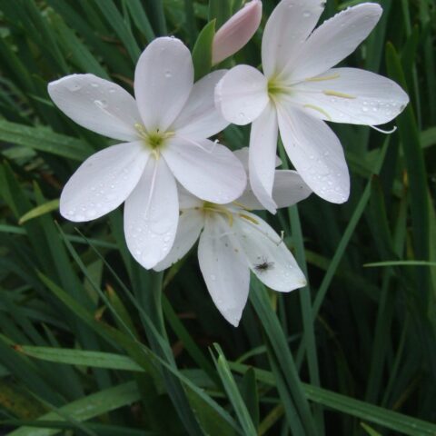 Schizostylis coccinea 'Alba'