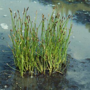 Eleocharis palustris