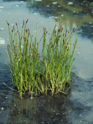 Eleocharis palustris