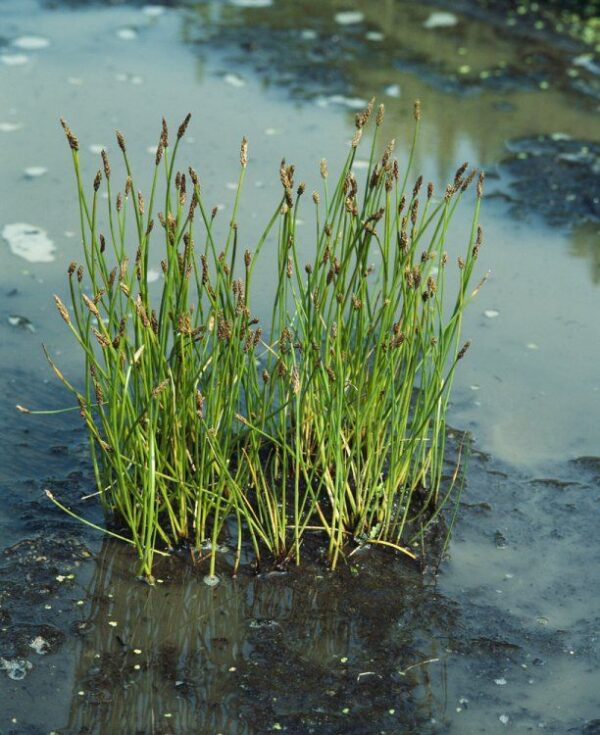 Eleocharis palustris