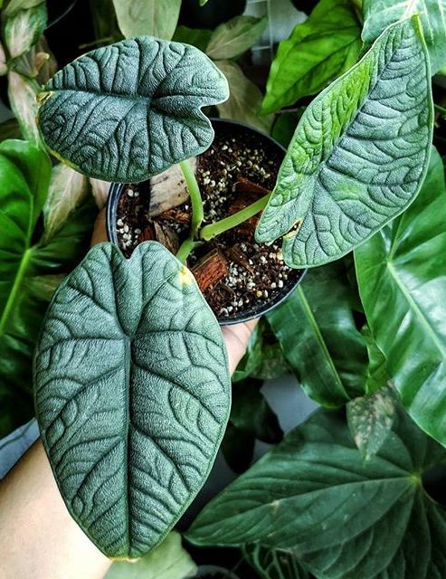 Alocasia melo