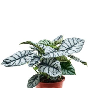 Alocasia Silver Dragon