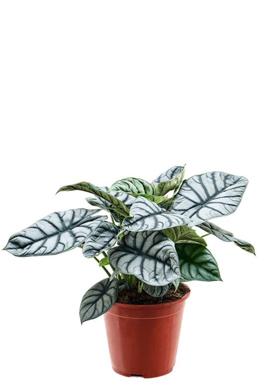 Alocasia Silver Dragon