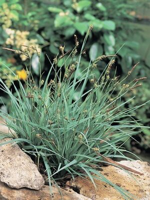 Carex Panacea