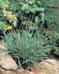 Carex Panacea