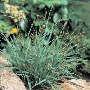 Carex Panacea