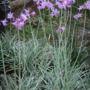 Tulbaghia variegata 