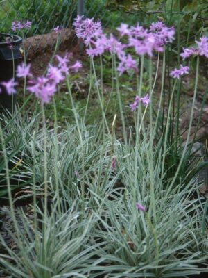 Tulbaghia variegata 