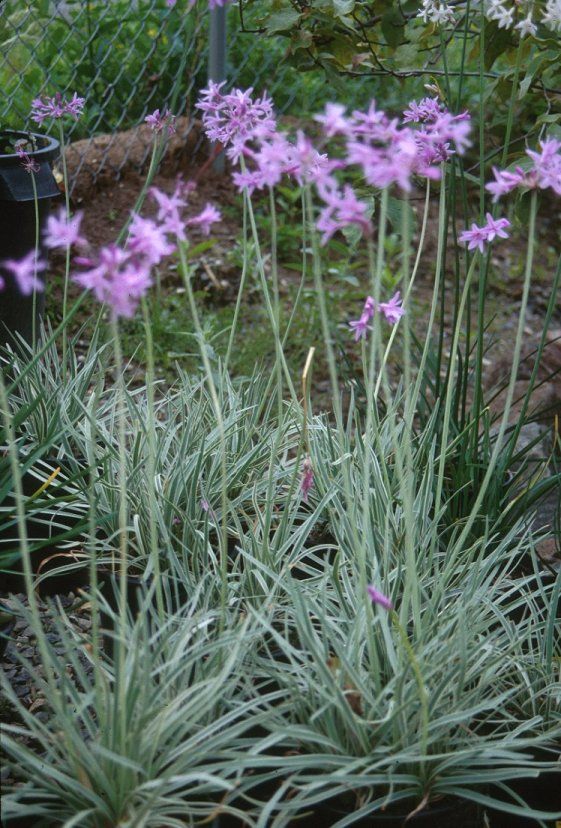 Tulbaghia variegata 