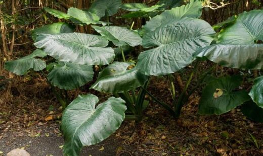 cuidados_para_la_planta_alocasia_u_oreja_de_elefante_en_exterior_47956_4_600