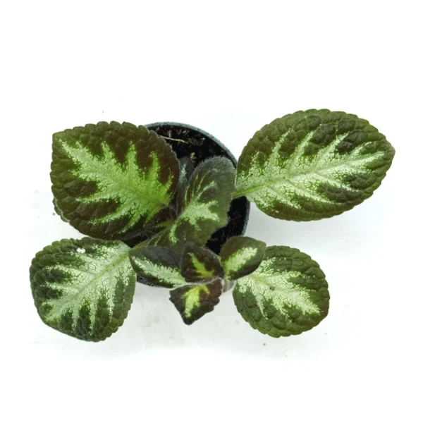 Episcia silver shield