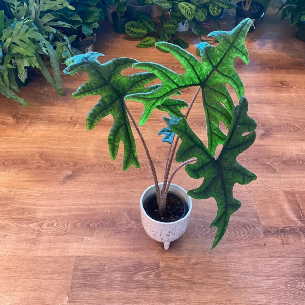 Alocasia jacklyn