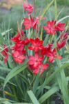 Schizostylis coccinea major