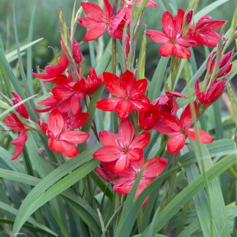 Schizostylis coccinea major